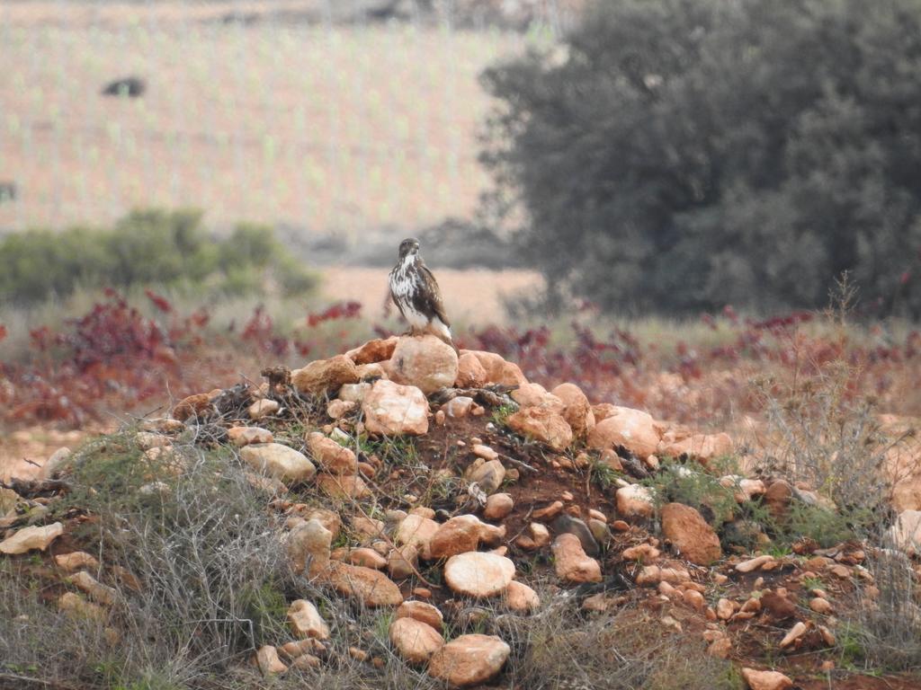 Finca El Romeral Alpera Kültér fotó