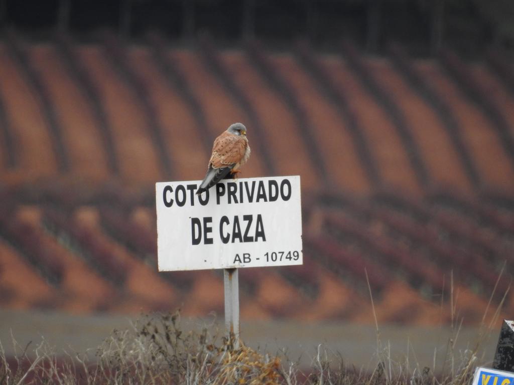 Finca El Romeral Alpera Kültér fotó